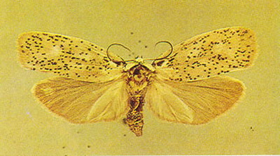 วงศ์ผีเสื้อลายจุด (Yponomeutidae)