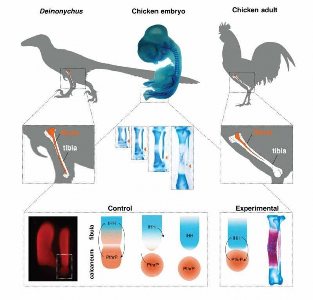 นักวิทย์ฯ ปลูกถ่าย ‘ขาไดโนเสาร์’ ในตัวอ่อนของไก่ได้สำเร็จเป็นครั้งแรก