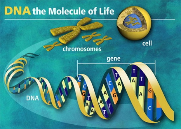 มหัศจรรย์ ดีเอ็นเอ (DNA)