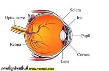 รู้ไว้ใช่ว่า........กับโรคตาบอดสี