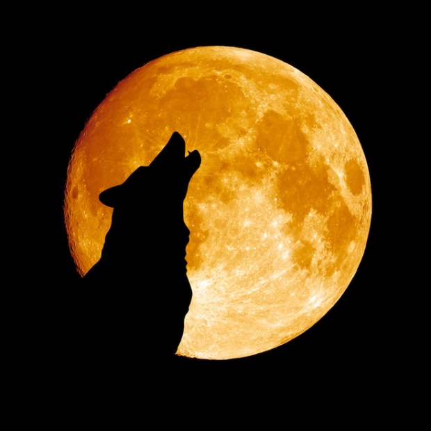 วันขึ้นปีใหม่ปีนี้ พระจันทร์เต็มดวงพ่วง “พระจันทร์หมาป่า”