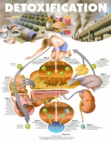 การล้างพิษ หรือ ดีท็อกซิฟิเคชัน (detoxification) คืออะไร