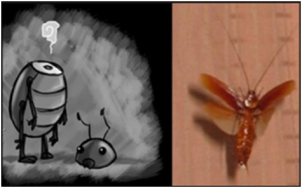 ชีวิตนิรันดร์ฆ่าไม่ตาย!!…”แมลงสาบ” อยู่ได้โดยไร้หัว ?