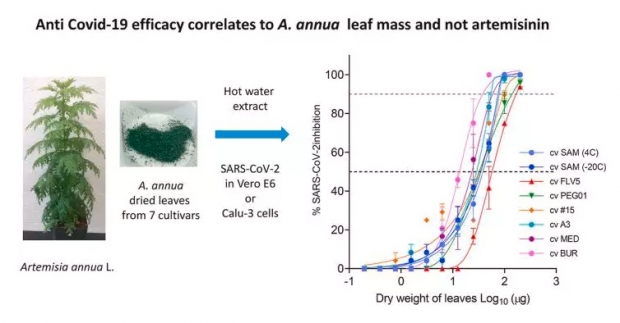ความหวังใหม่! ผลวิจัยสหรัฐพบสมุนไพรไทย โกฐจุฬาลัมพา ยับยั้งเชื้อโควิดได้