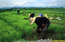 ต้นข้าวที่ให้ผลผลิตสูงในเขตน้ำท่วม