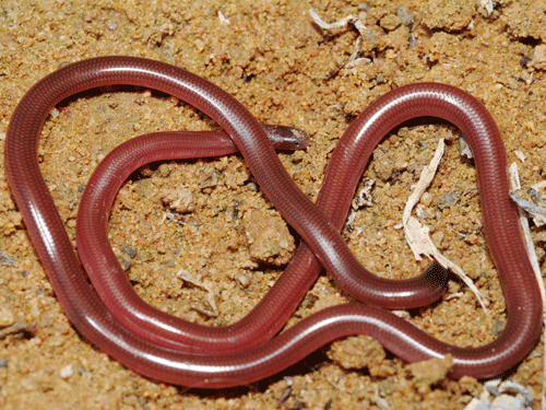 Typhlopidae