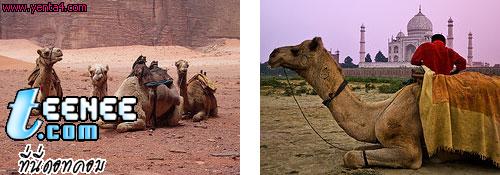 อันดับที่ 10 อูฐ (Camel)