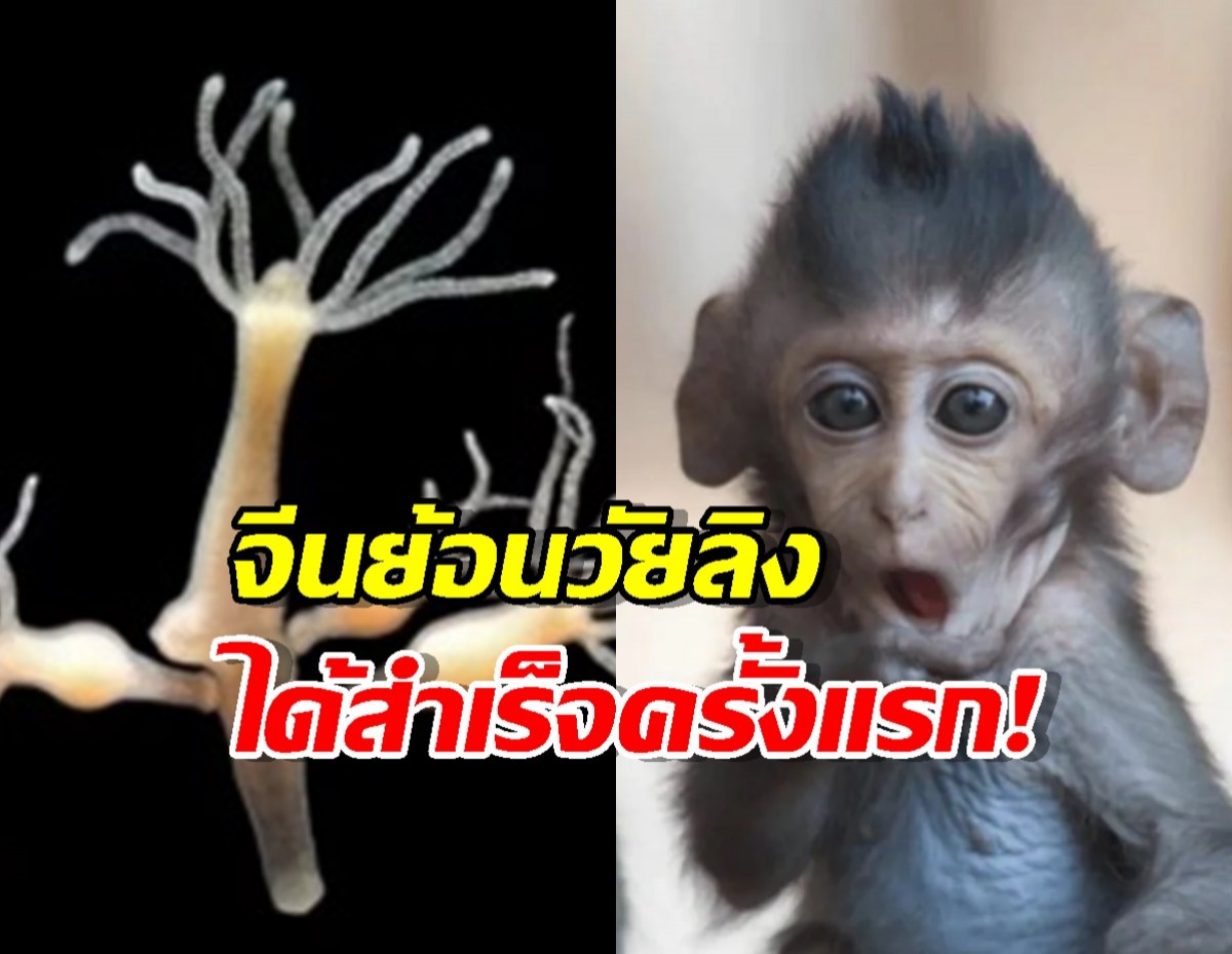 นักวิทยาศาสตร์จีนค้นพบวิธีชุบชีวิตลิง ให้กลับมาเป็นเด็กอีกครั้ง!