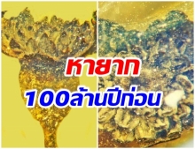 หายาก! พบดอกไม้ในอำพัน เคยบานเมื่อ 100 ล้านปีก่อน