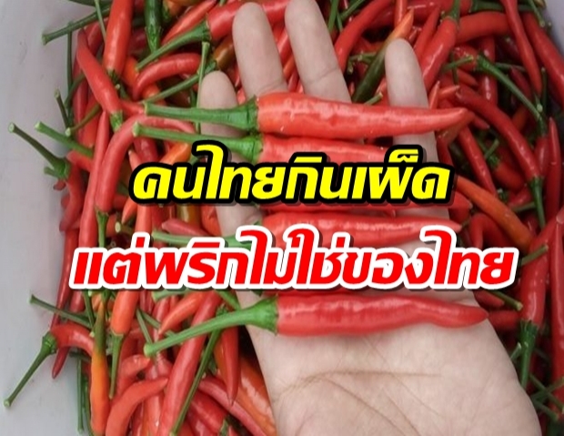 คนไทยกินเผ็ด แต่ “พริก” ไม่ใช่ของไทย แล้วเรามีพริกกินแต่เมื่อไร?