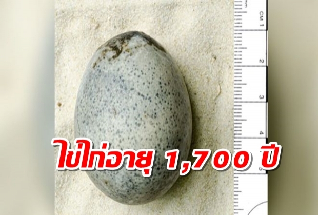 ขุดพบไข่ไก่อายุ 1,700 ปีในอังกฤษ มีสภาพสมบูรณ์