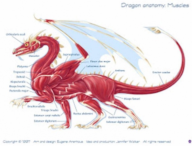 ไขปริศนา มังกร (Dragon) สัตว์ในตำนานหรือสิ่งมีชีวิตยุคไดโนเสาร์? 