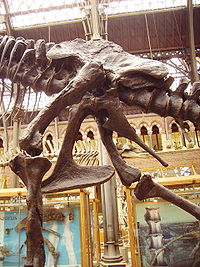 Tyrannosaurus rex saurischian pelvis and hind limbs (left side)