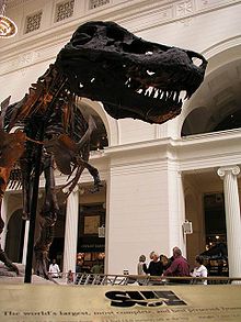 โครงกระดูกไดโนสาร์ทีเร็กซู ขณะจัดแสดงที่พิพิธภัณฑ์ที่ชิคาโก